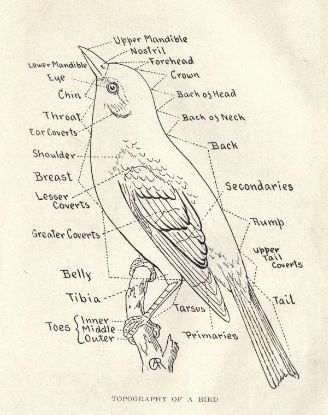 bird diagram