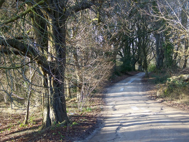 Two Droves, Puddletown Forest - geograph.org.uk - 1180926