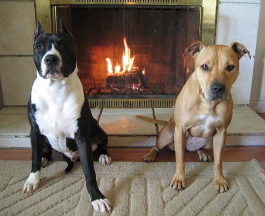 File:Two dogs and a fireplace.jpg