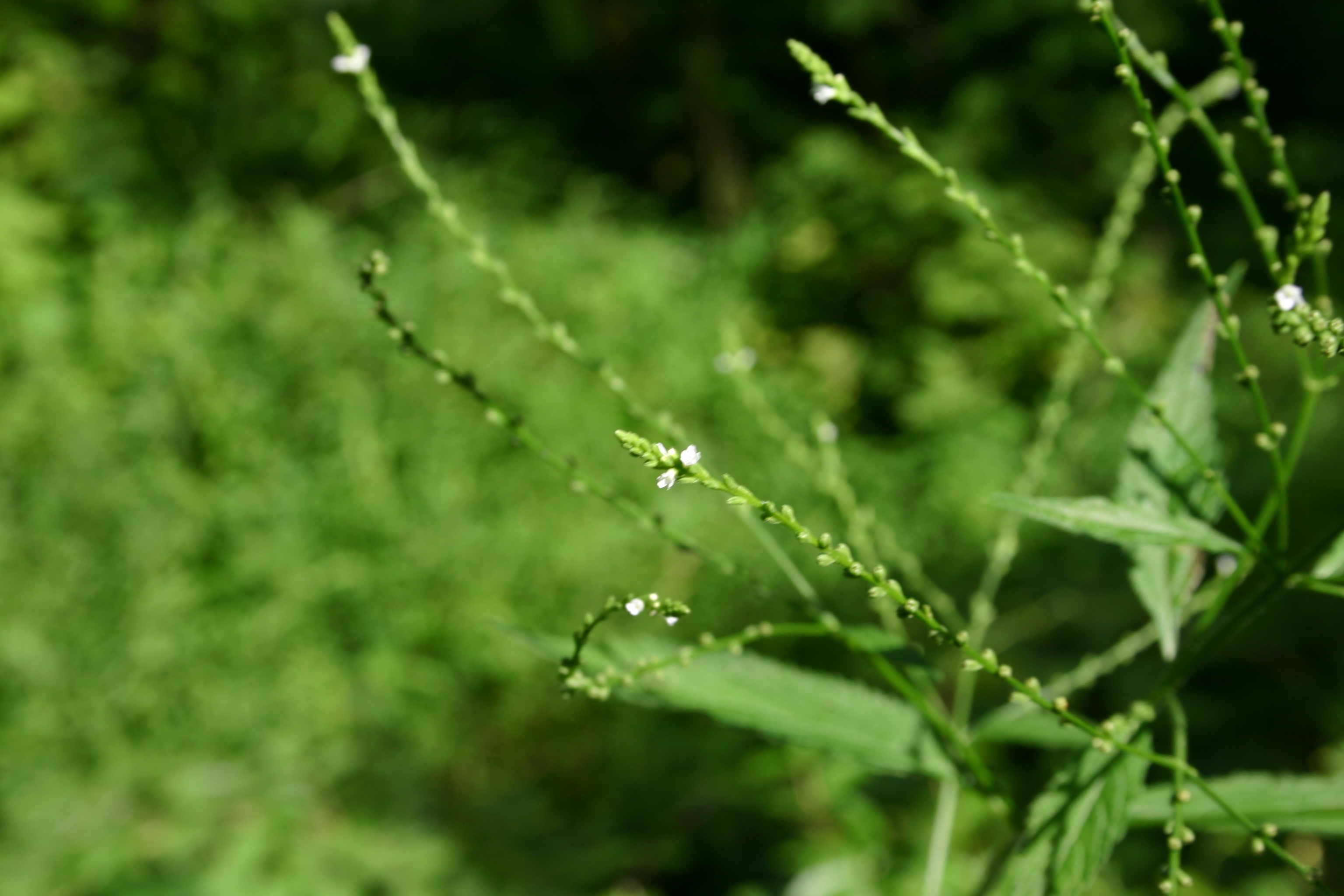 Nettle-leaved Vervain or White Vervain against green bush