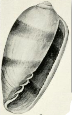 <i>Volvarina hedleyi</i> Species of gastropod