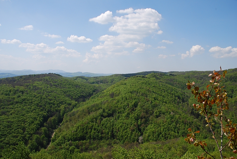 Wienerwald bei Breitenfurt