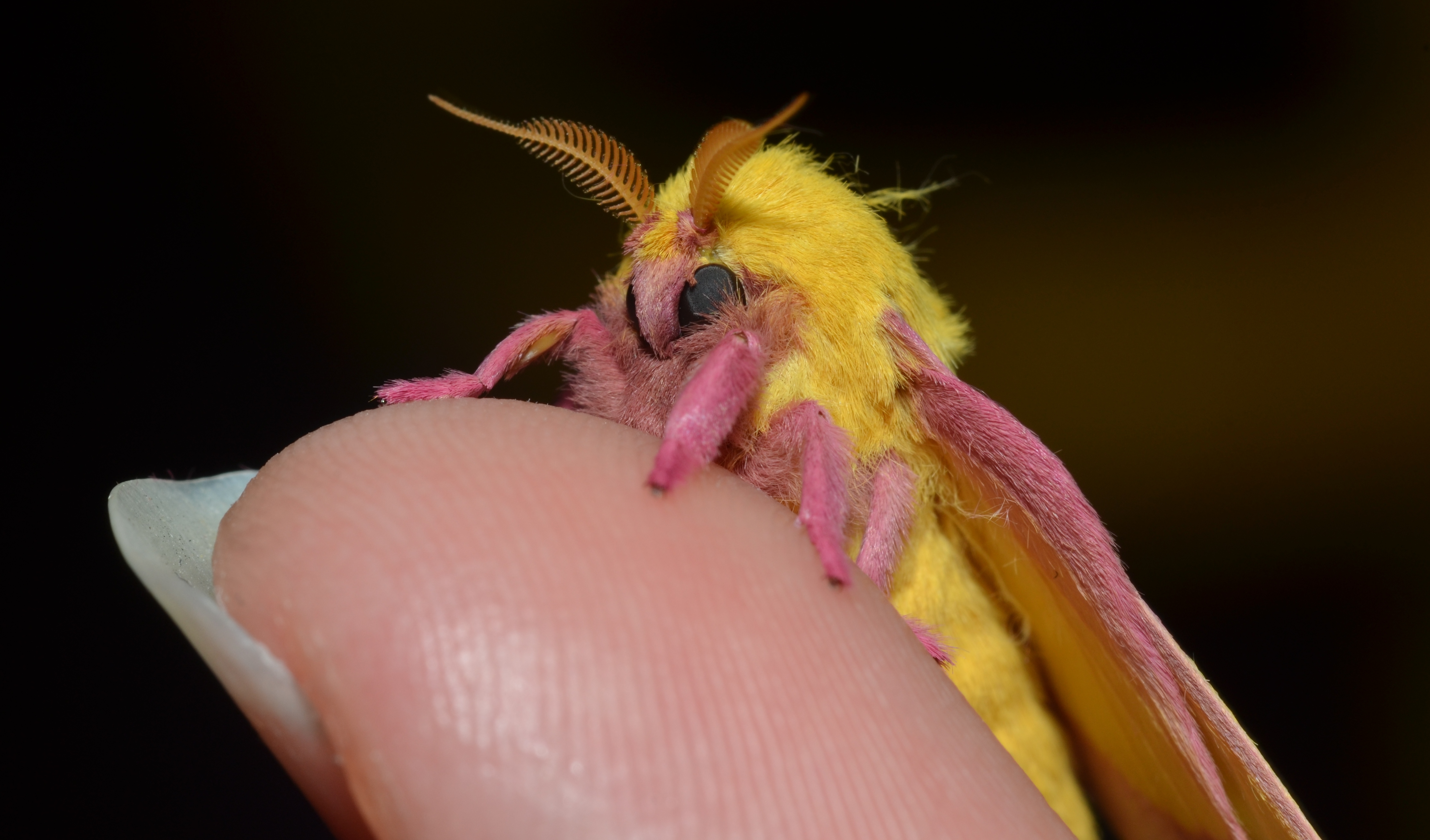 https://upload.wikimedia.org/wikipedia/commons/1/18/-_7715_%E2%80%93_Dryocampa_rubicunda_%E2%80%93_Rosy_Maple_Moth_%2820309009618%29.jpg