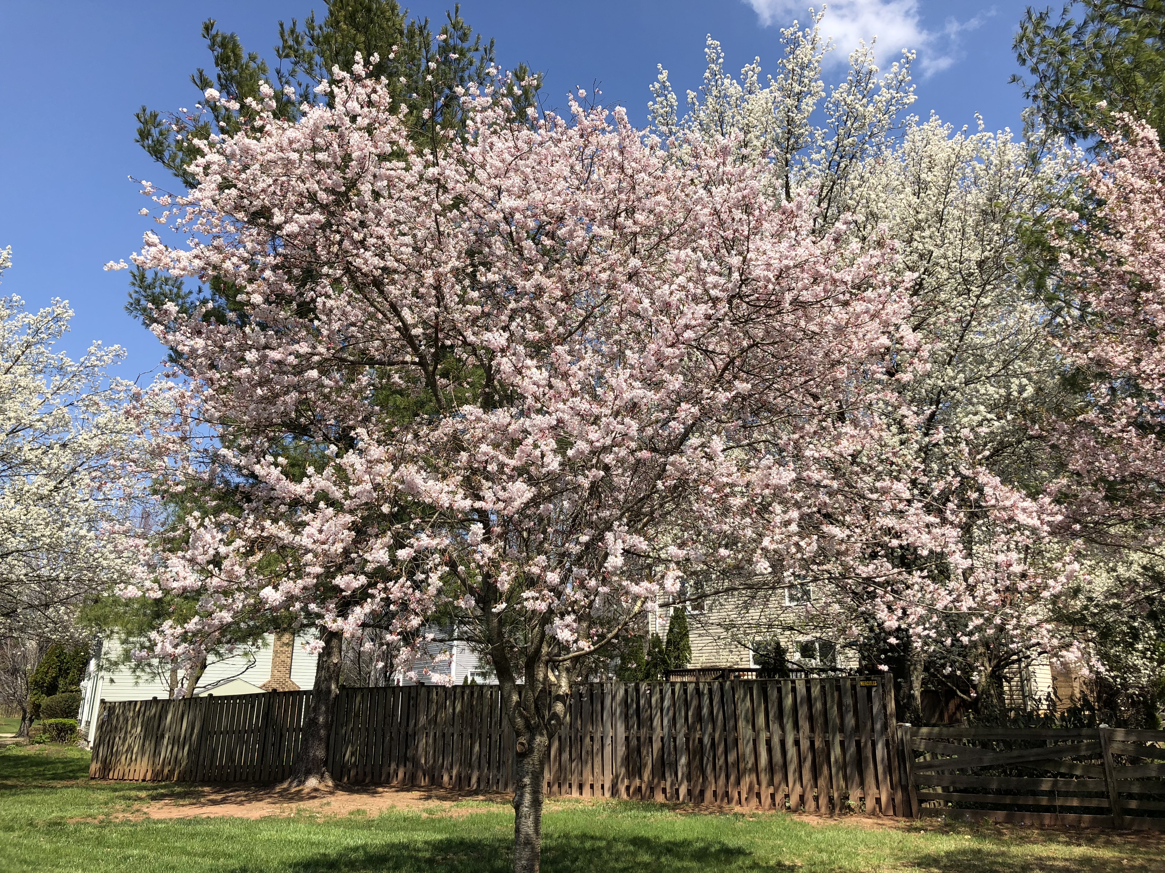 Prunus перевод