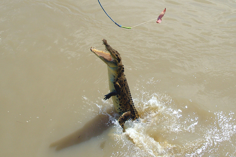 File:A140, Adelaide River, Northern Territory, Australia, saltwater crocodile misses bait, 2007.jpg