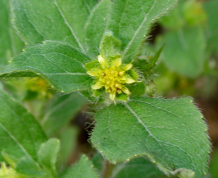 File:Acanthospermum hispidum W2 IMG 2211.jpg