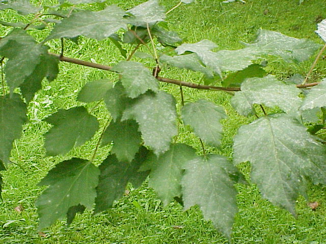 File:Acer tataricum1.jpg