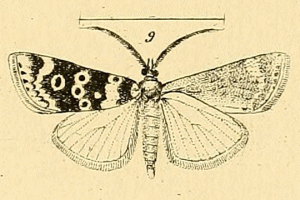 <i>Aglossa ocellalis</i> Species of moth