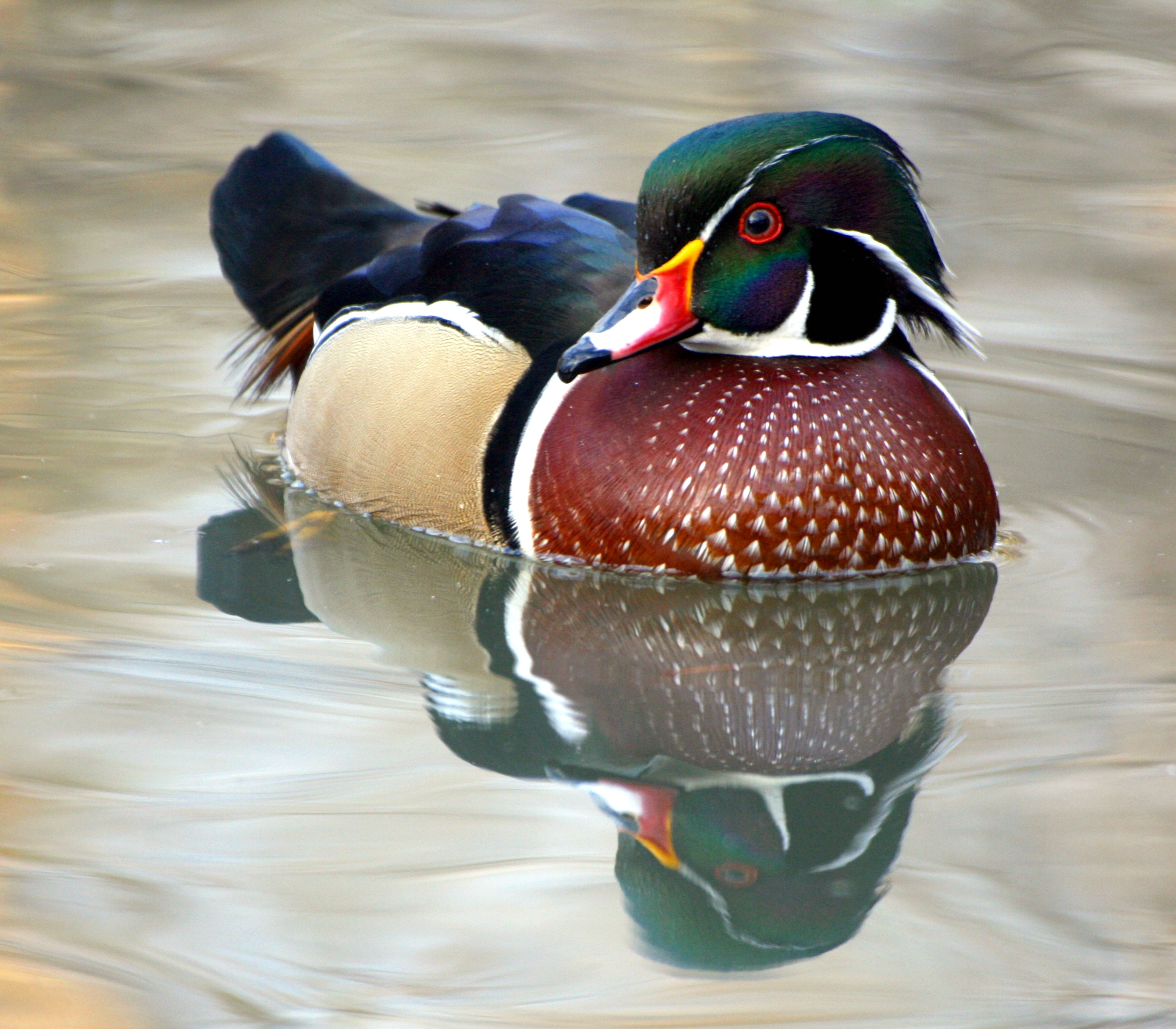 Faune et flore du pays - Le Canard colvert