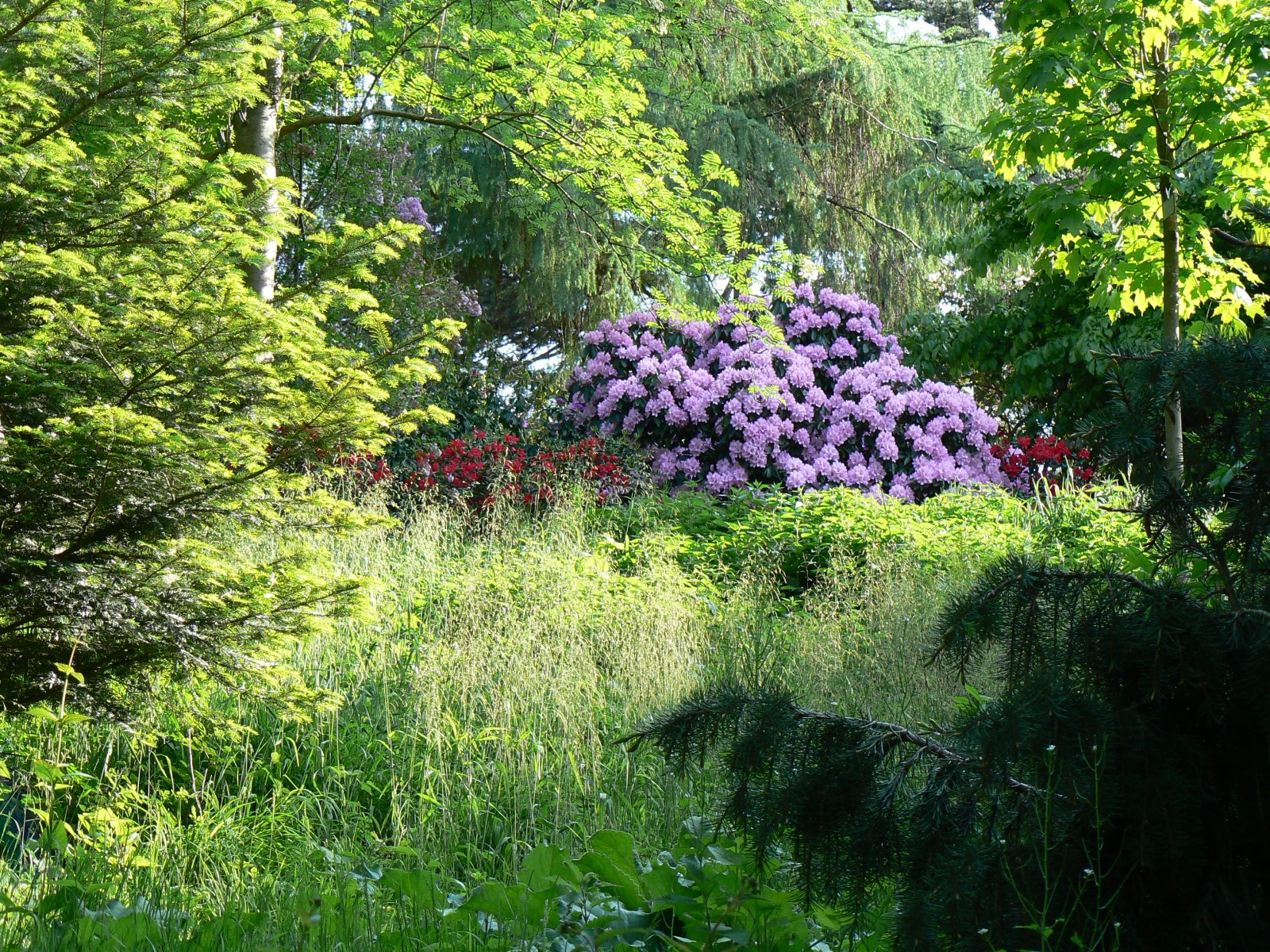 File Alter Botanischer Garten Kiel Rhododendron3 Jpg Wikimedia