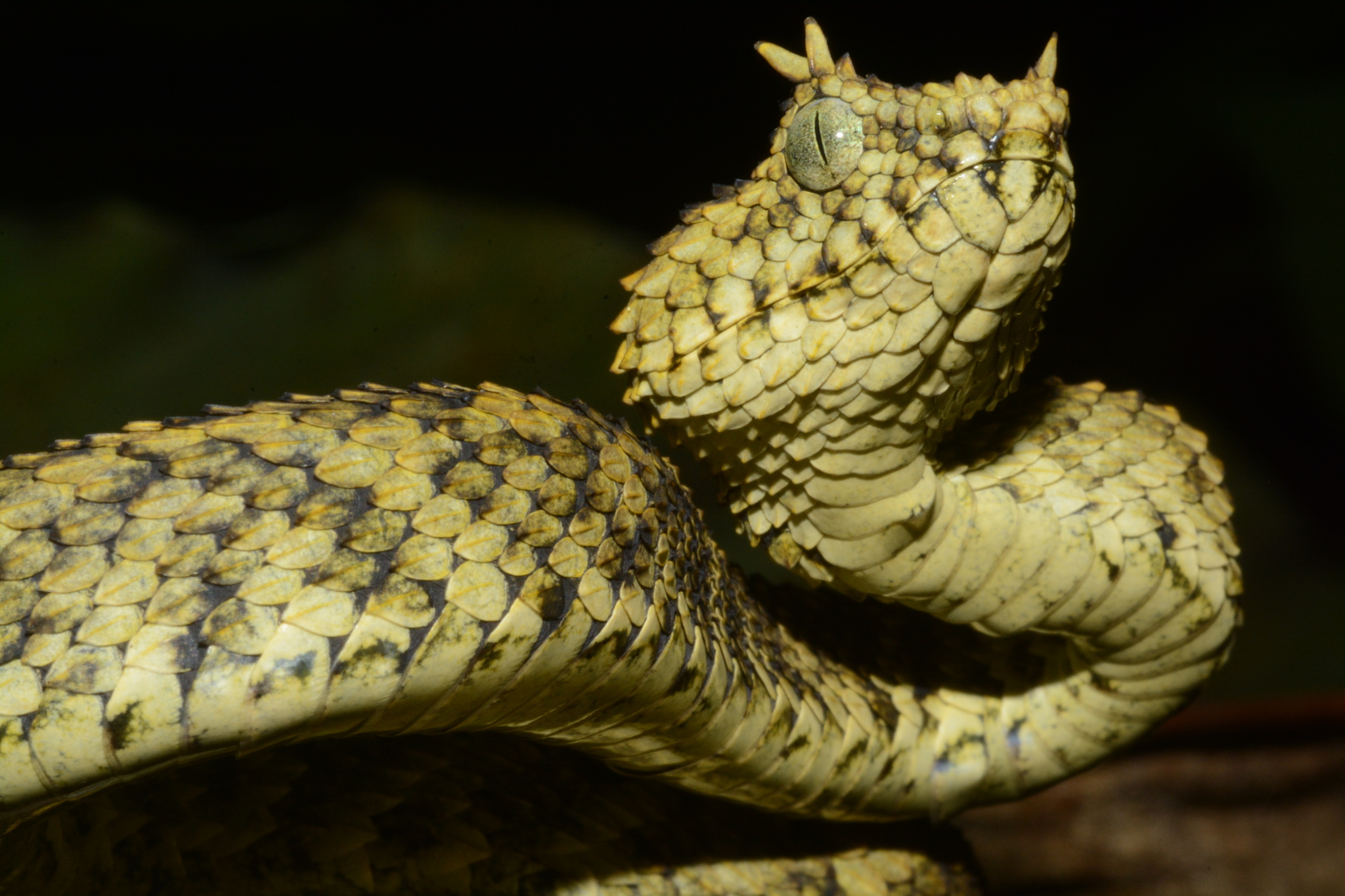 Atheris ceratophora - Wikipedia