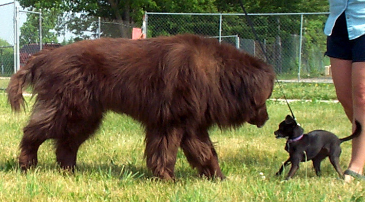 File:Bear the brown Newfoundland dog meets Sparkle the chihuahua mix.jpg