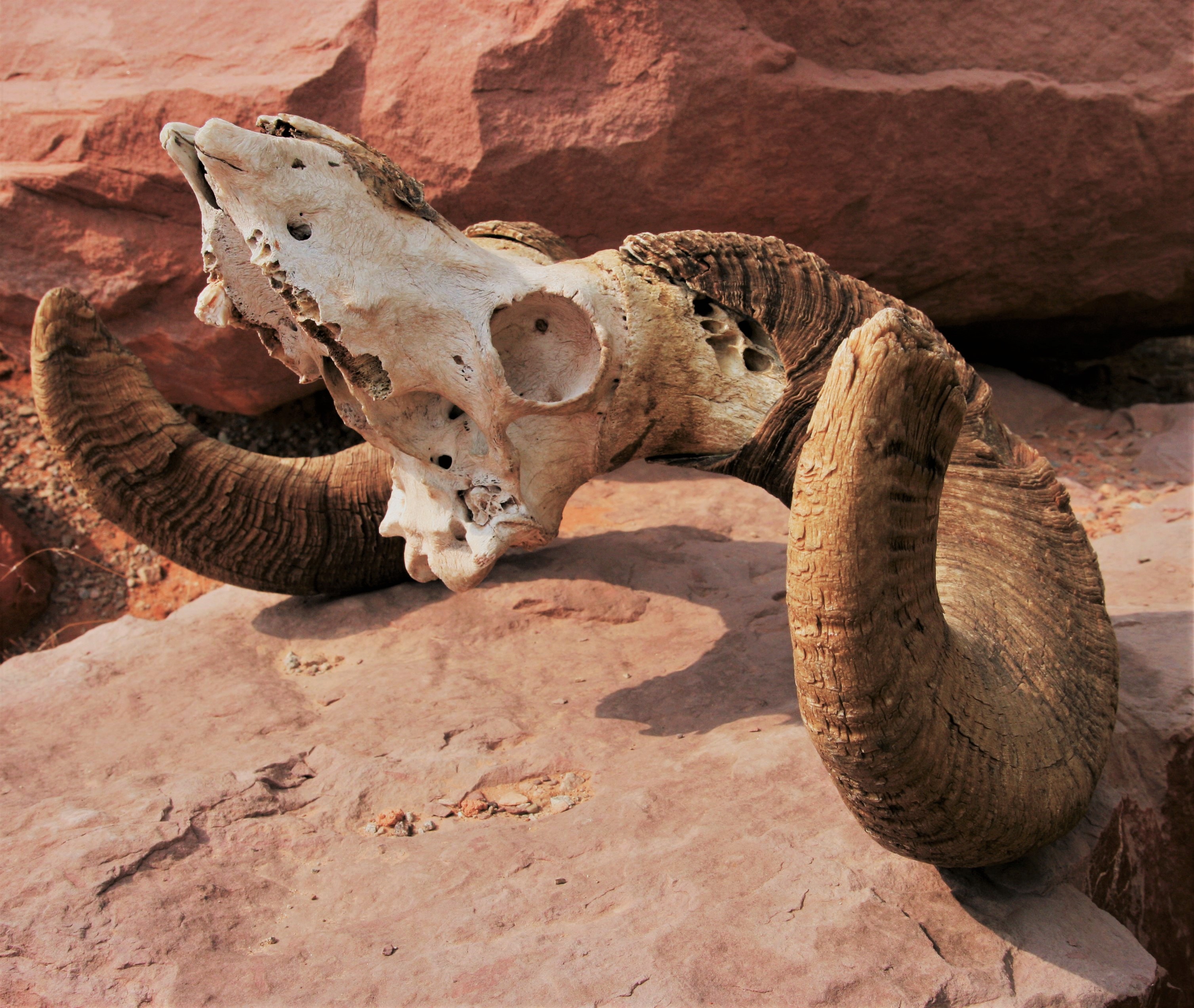 mountain sheep skull