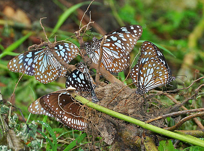 File:Blue Tigers & Comon Indian Crow I IMG 9772.jpg