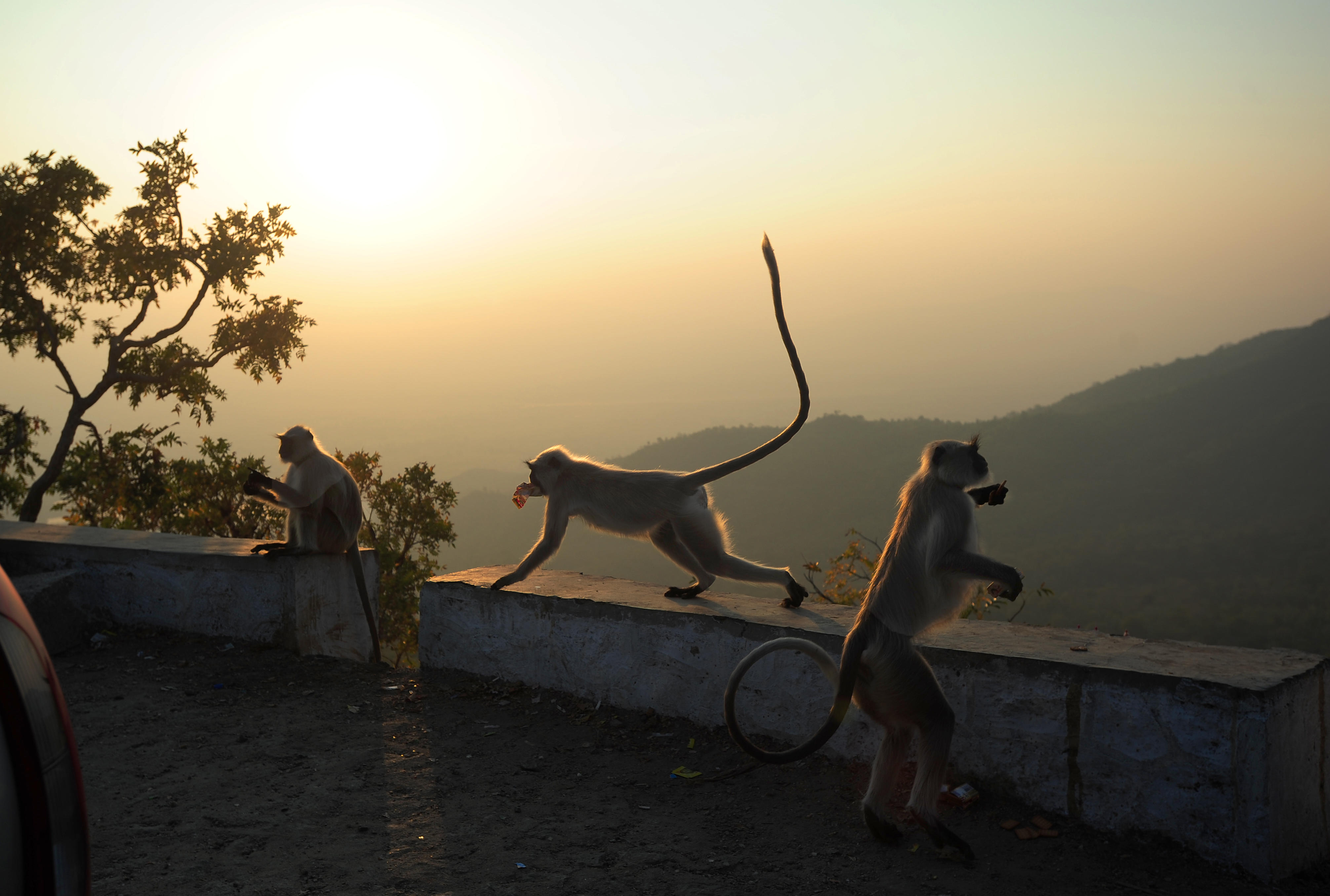 Everything You Need to Know About Mount Abu Wildlife Sanctuary