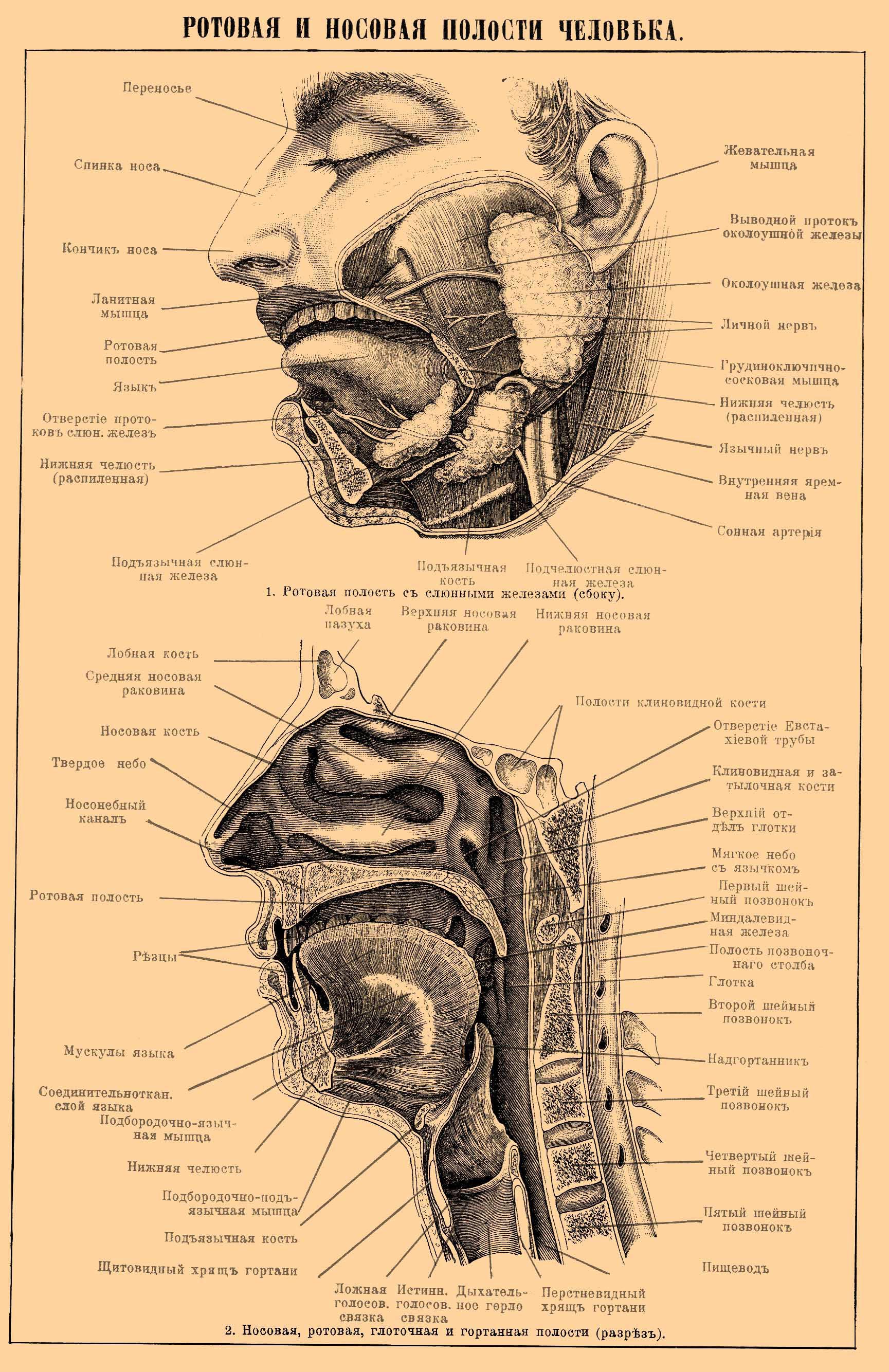 Носовая анатомия. Ротовая полость анатомия атлас. Внутреннее строение носа. Строение носа человека схема с описанием анатомия. Схема носовой полости человека.