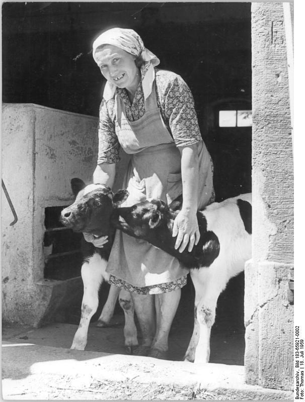 File:Bundesarchiv Bild 183-65921-0002, Polenz, Bäuerin mit Kälbern.jpg - Wi...