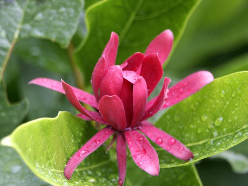 File:Calycanthus occidentalis1215788792.jpg