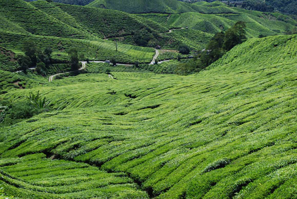 File:Cameron highlands.jpg