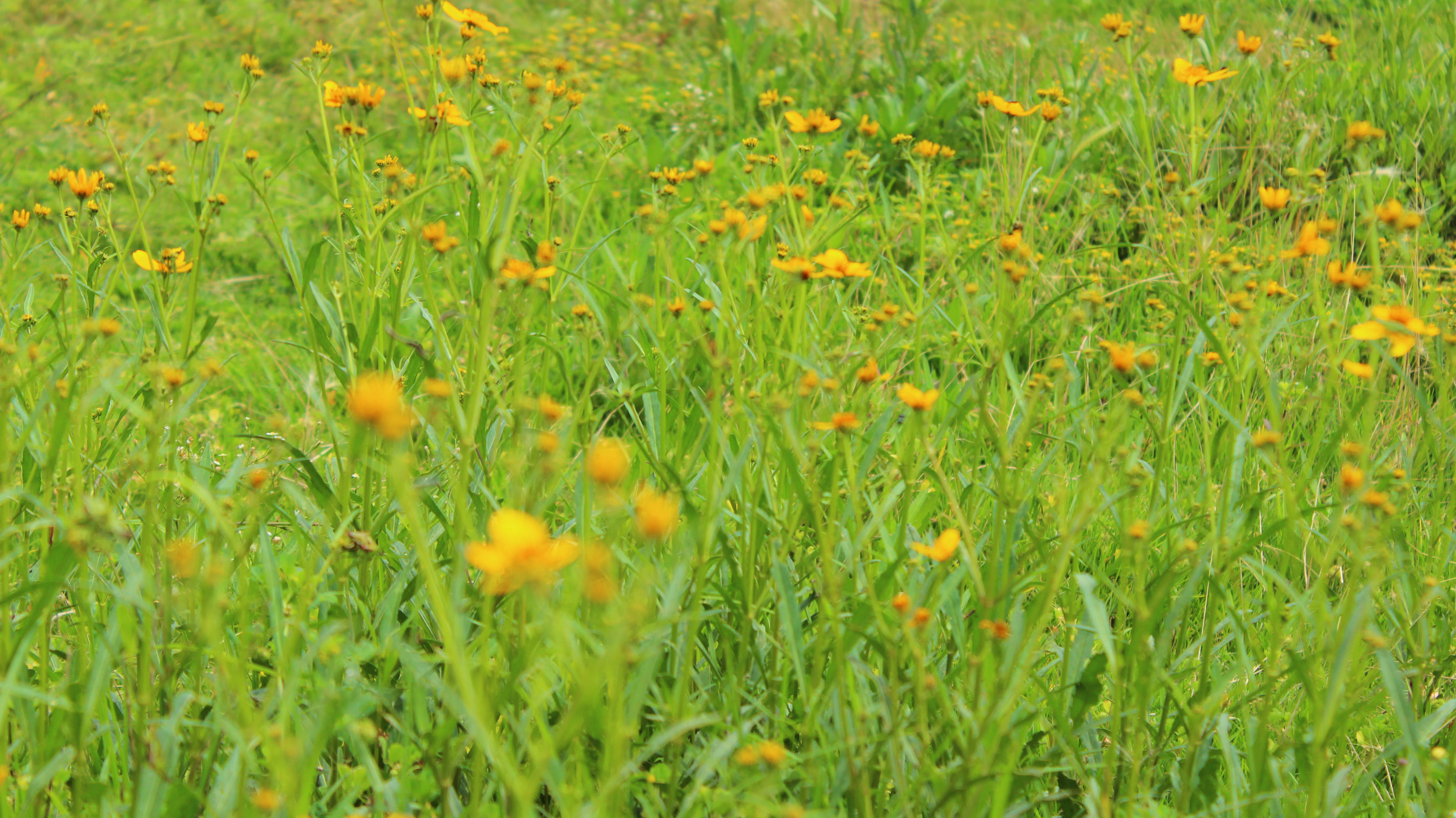 File:Campo de margaritas amarillas dentro del PEX.JPG - Wikimedia Commons