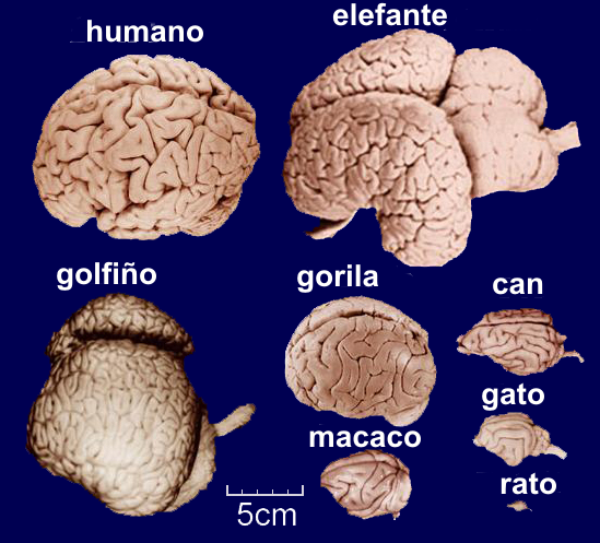 Alarmante Libro Artístico Cerebro - Wikipedia, la enciclopedia libre