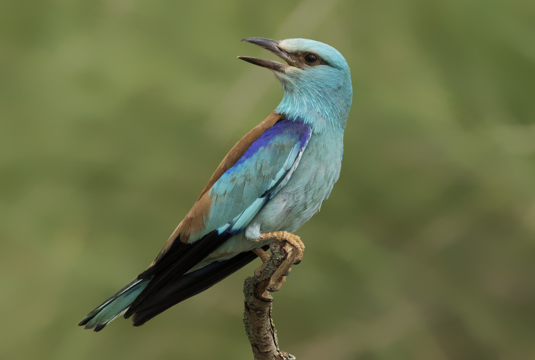 Blue-bellied roller - Wikipedia