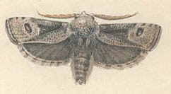 <i>Cryptophasa irrorata</i> Species of moth