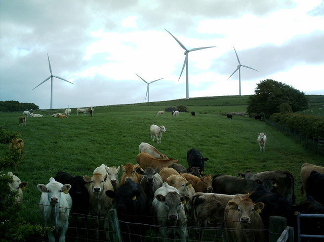 File:Curious cows - geograph.org.uk - 185448.jpg