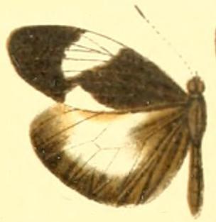 <i>Dismorphia lysis</i> Species of butterfly