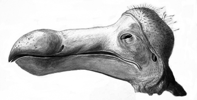 File:Dodo head.jpg