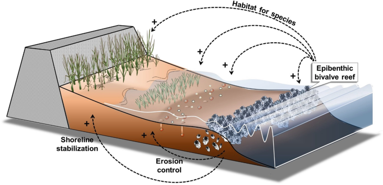 Ecosystem services delivered by epibenthic bivalve reefs Reefs provide coastal protection through erosion control and shoreline stabilization, and modify the physical landscape by ecosystem engineering, thereby providing habitat for species by facilitative interactions with other habitats such as tidal flat benthic communities, seagrasses and marshes.[15]