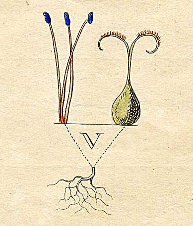 File:Ehret-Methodus Plantarum Sexualis-V.jpg