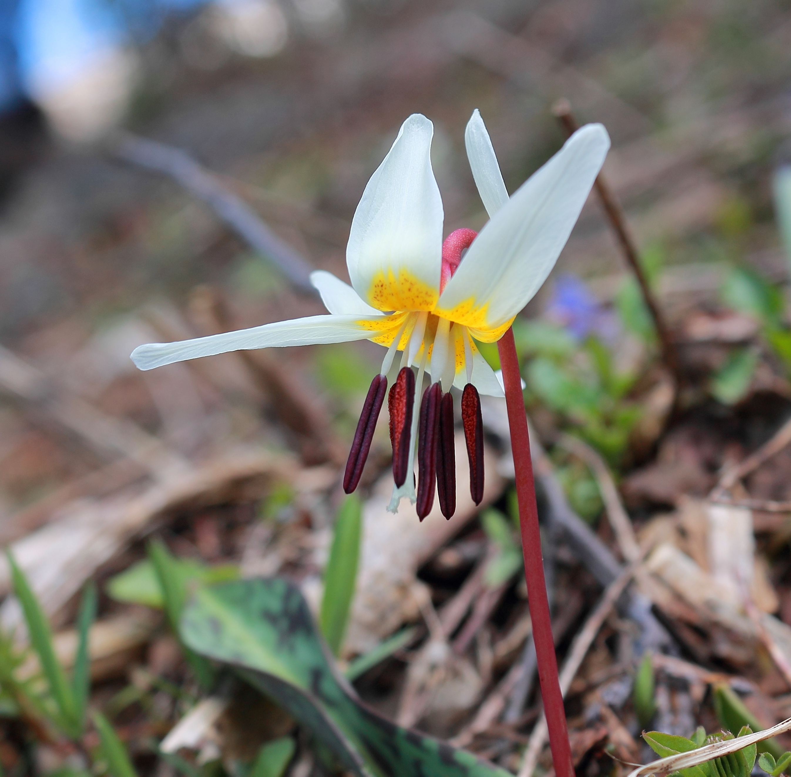 Эритрониум. Кандык (Erythronium). Эритрониум Кандык. Кандык Сибирский ( Erythronium sibiricum).. Эритрониум Кандык кавказский.