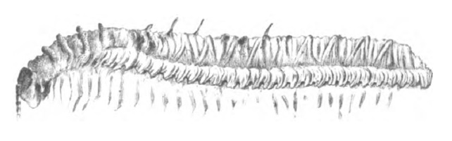 File:Euphoberia spinulosa.jpg