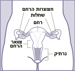 File:Female anatomy frontal he.png