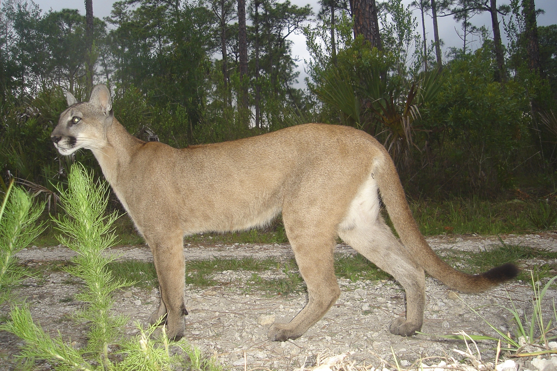 Cougars in louisiana