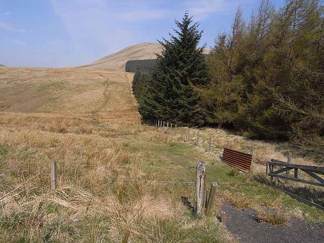 File:Forest edge at Billhope Hass - geograph.org.uk - 1251174.jpg