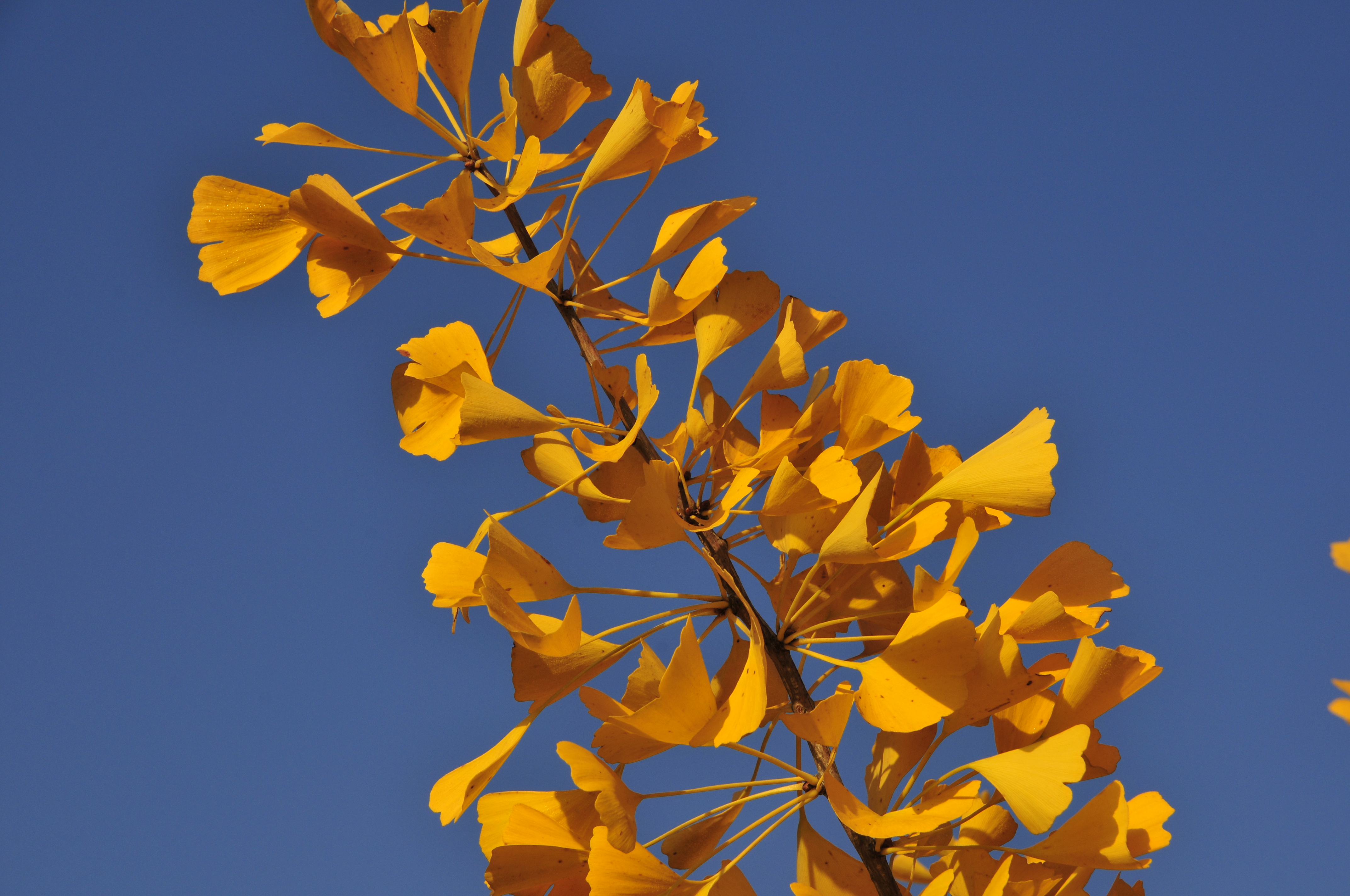 Ginkgo para que sirve