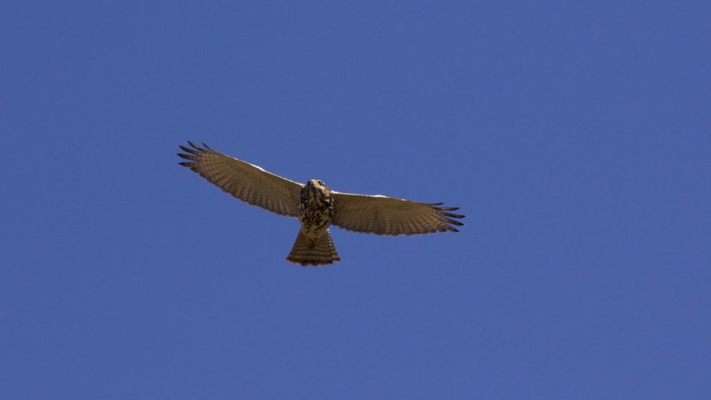 Gray Hawk (immature) - Arivaca Cienega - BANWR - AZ - 2015-10-09at10-41-174 (22241665582).jpg