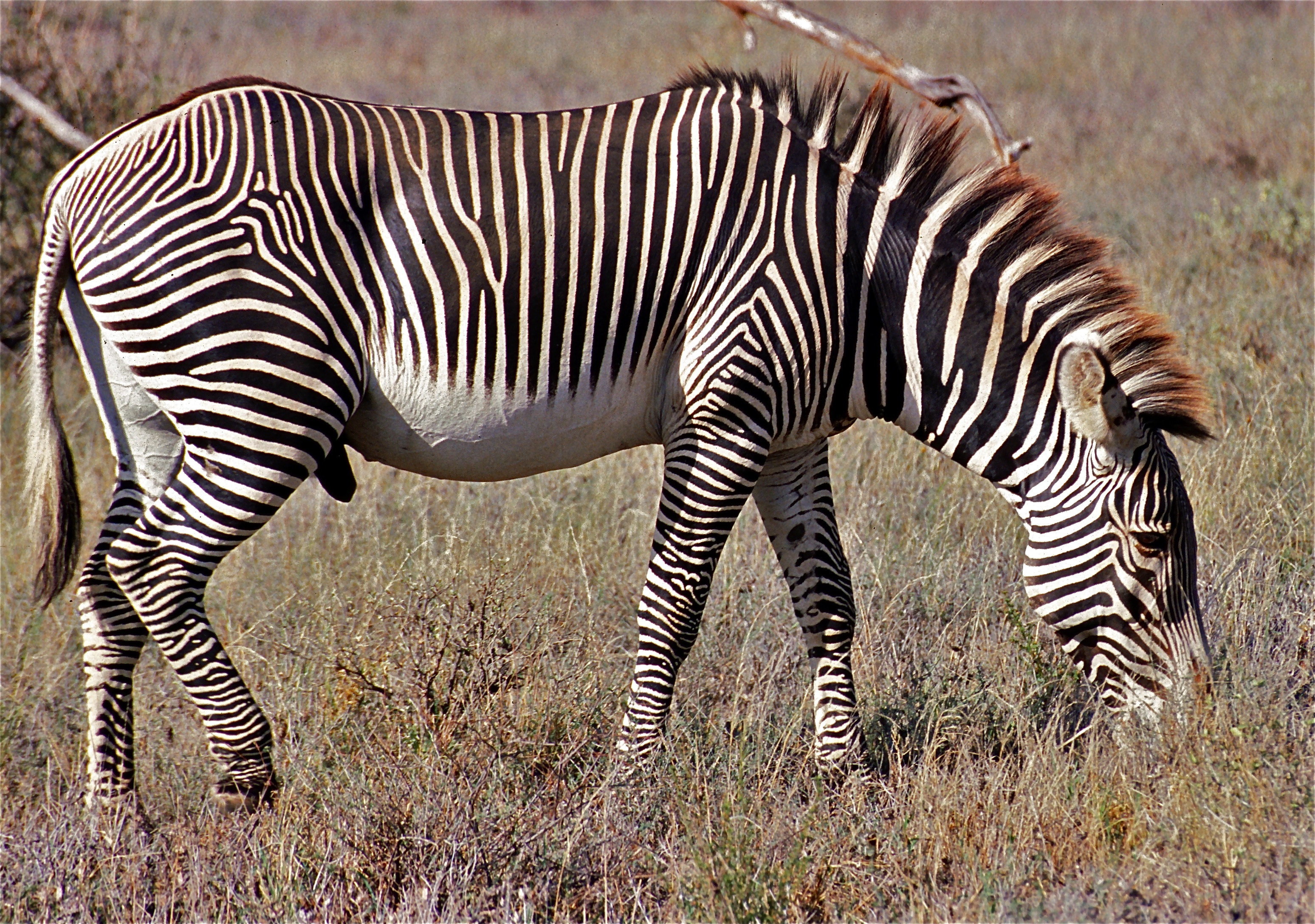 Grevy's Zebra (Equus grevyi) (7667401954).jpg