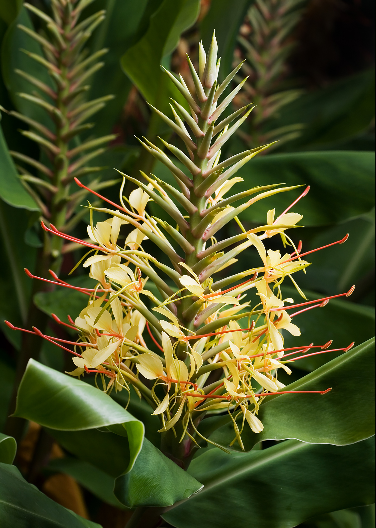 Hedychium Gardnerianum Wikipedia