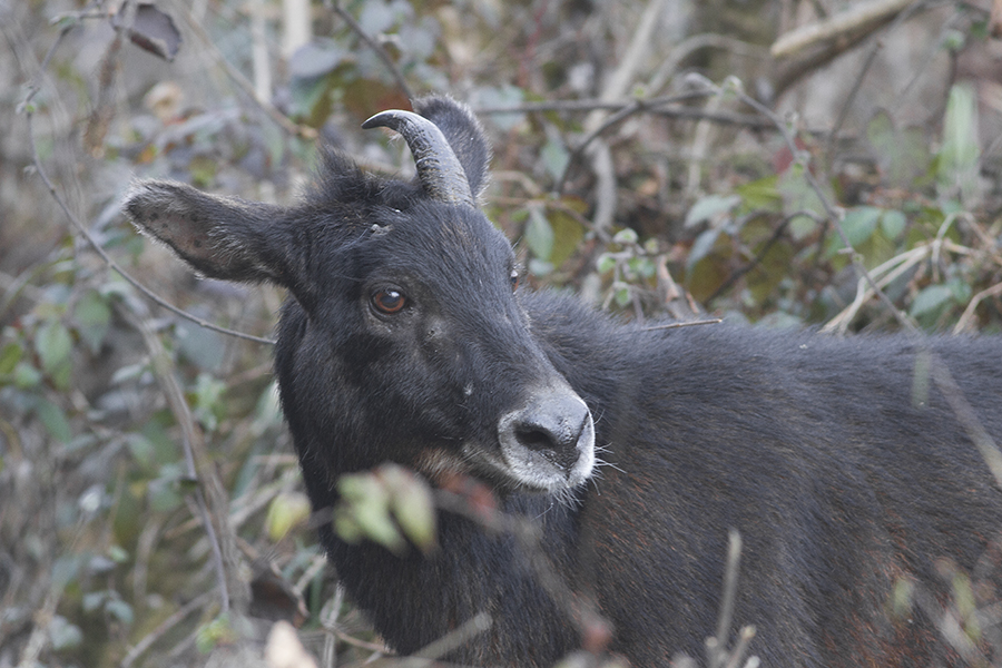 Serow Himalayan serow Wikipedia