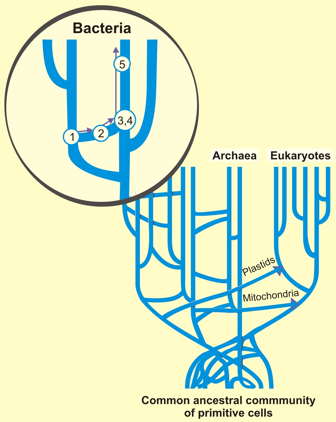 Horizontal-gene-transfer.jpg