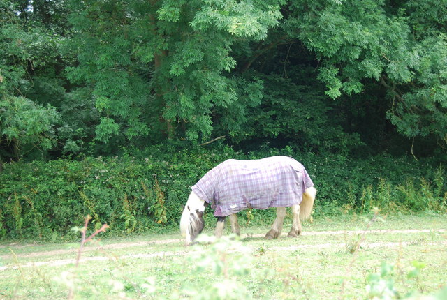 File:Horse by Vauxhall Lane - geograph.org.uk - 1403709.jpg