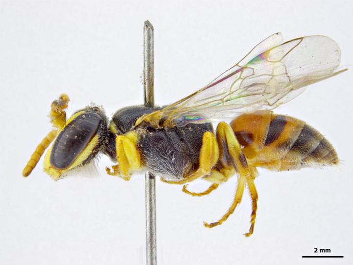 File:Hylaeus sanguinipictus m.jpg