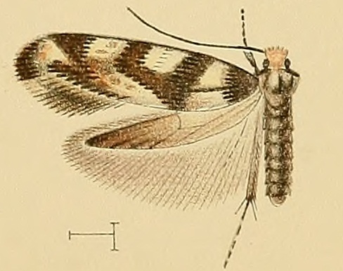 File:Infurcitinea toechophila.jpg