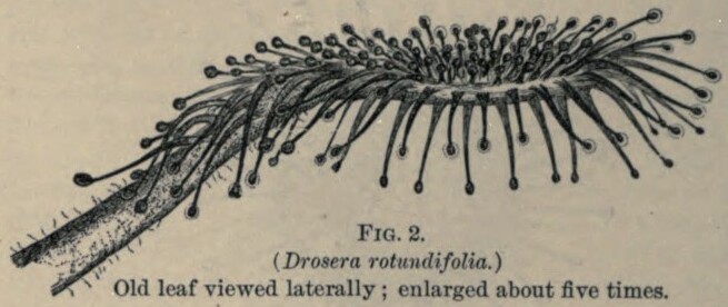 File:Insectivorous Plants, Darwin, 1899 (fig. 02).jpg