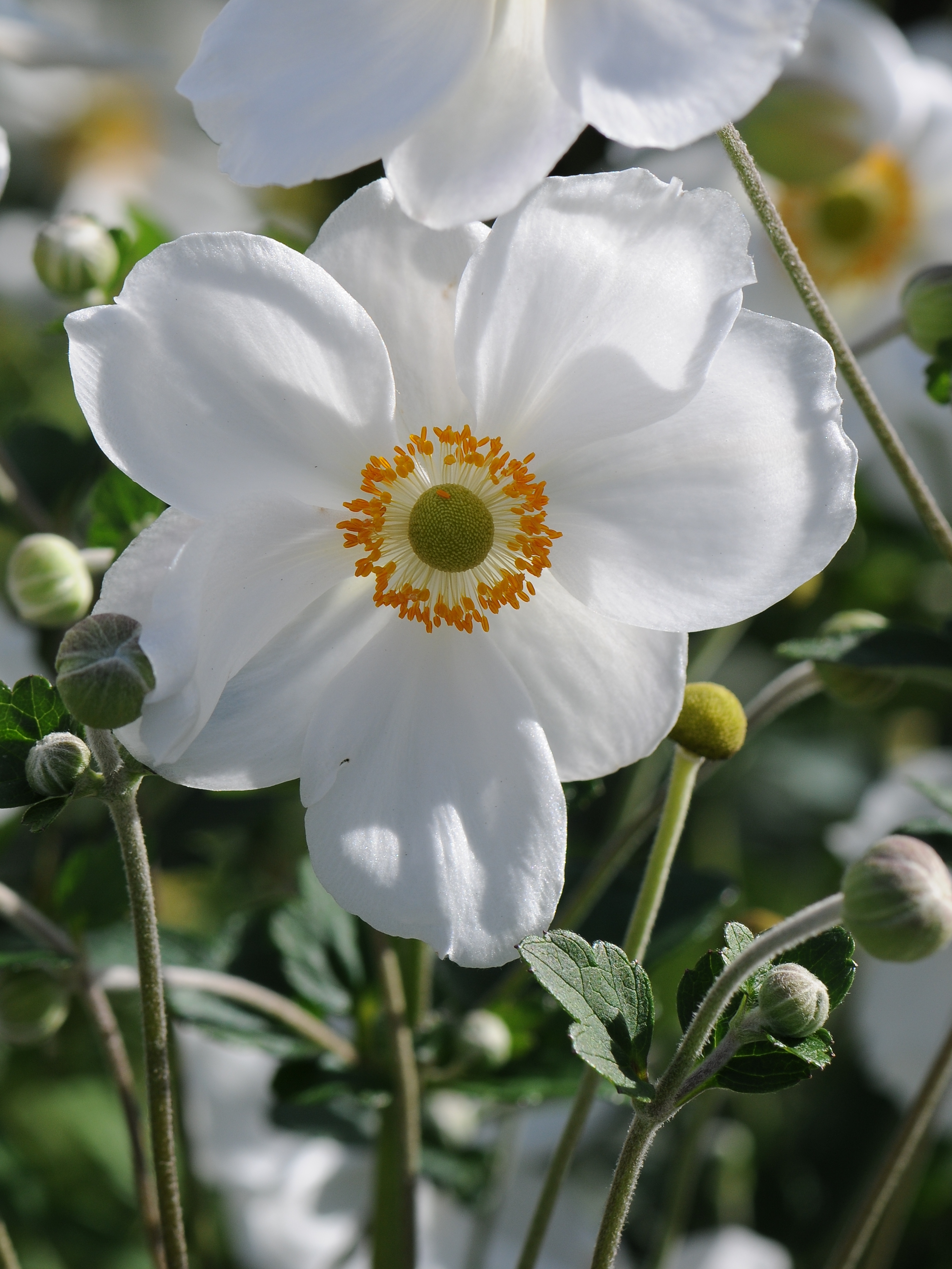 File:Japanische Herbst Anemone, Anemone hupehensis var japonica 3.JPG -  Wikimedia Commons