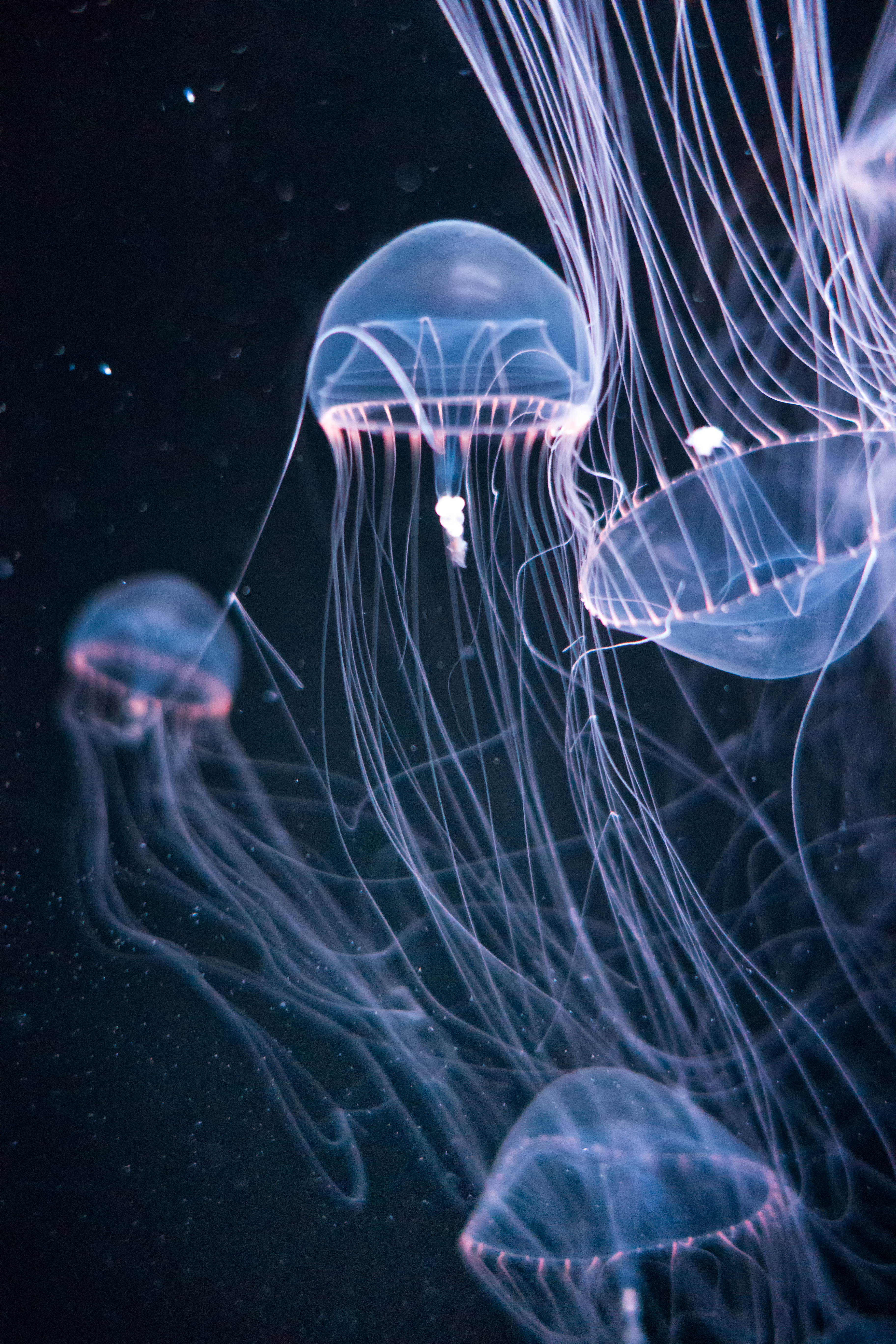 Jellies Passing (16885018643).jpg