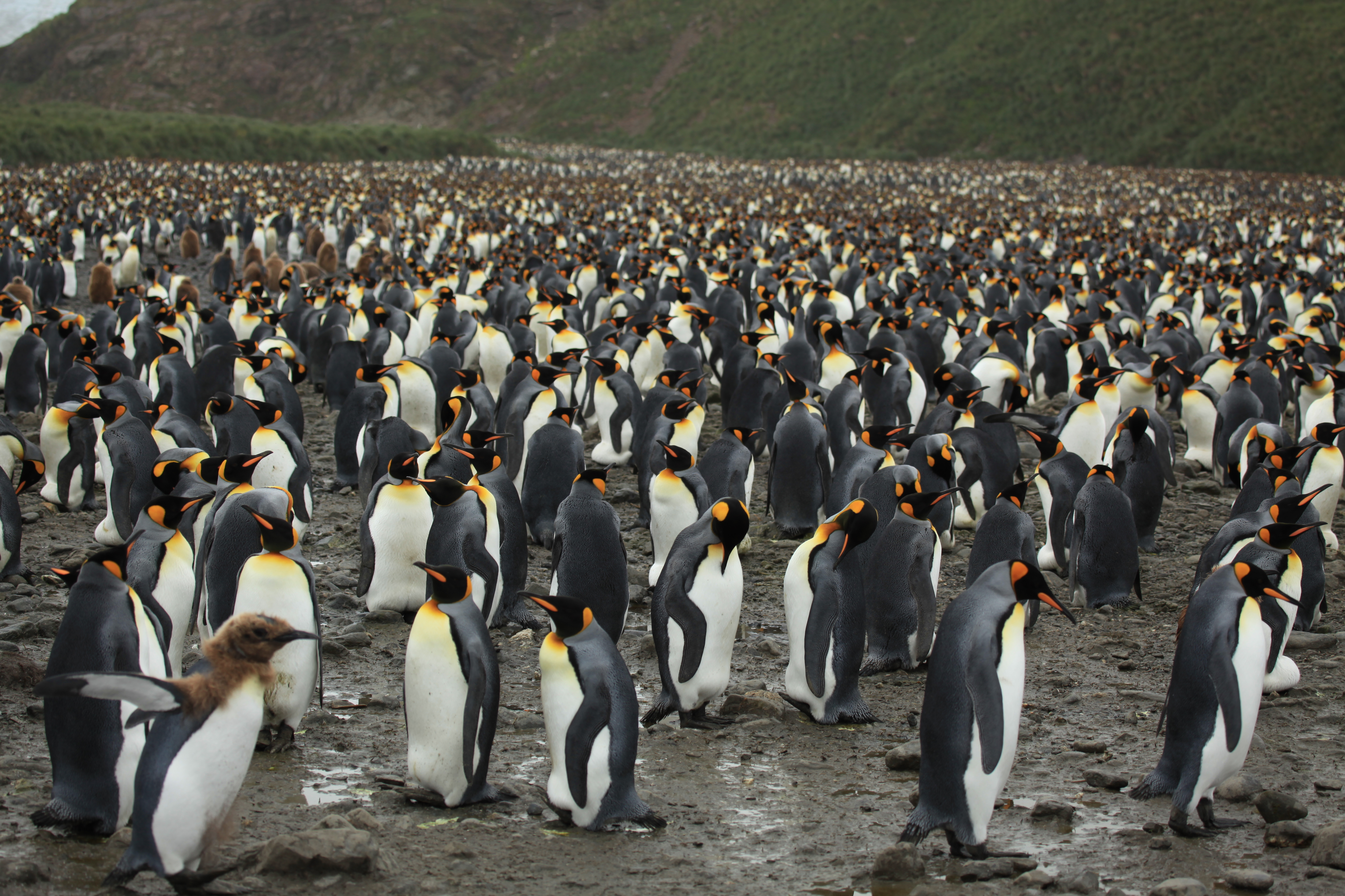 King_Penguins_at_Salisbury_Plain_%285719368307%29.jpg